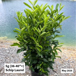 May 2026 5g Schip Laurel Website